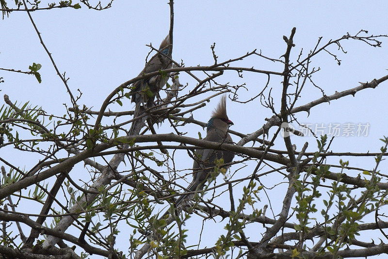 Blue-naped Mousebird